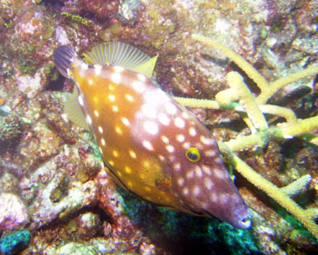 Poisson-globe -  Bahamas - 